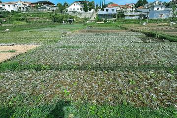 Jual Tanah Kawasan Hunian dan Komersil di Cihideung Lembang Bandung - Luas 1739 m2, SHM