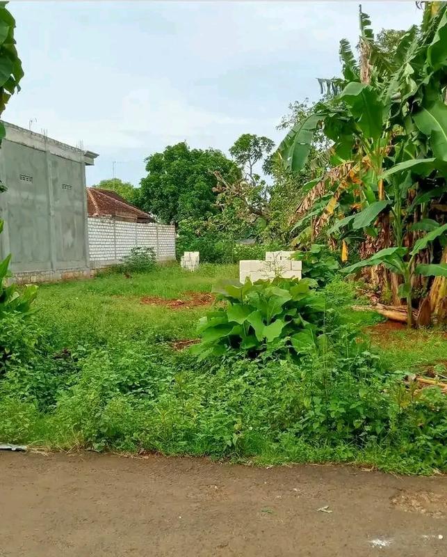 Dijual Sebidang Tanah Nol Aspal Desa Berlokasi di Selatan Gudang Aqua , Gedongombo, Tegalbang, Tuban