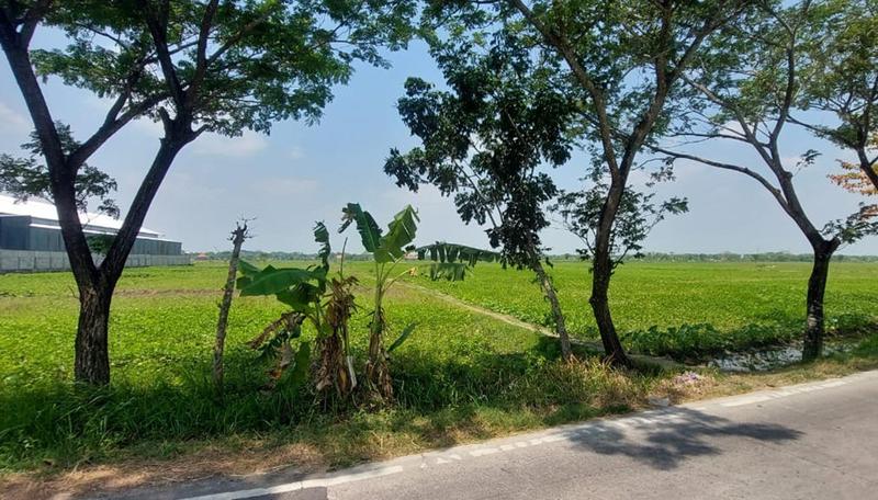 Jual Tanah Kosong Luas 2.2 Hektar SHM di Plesungan Bojonegoro - Siap Bangun