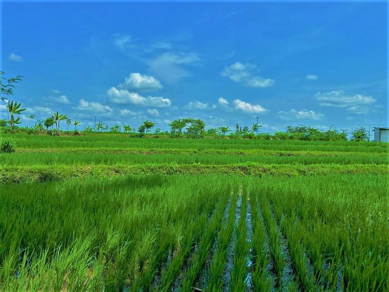 Dijual Tanah 1050m² SHM 200jt di Kedawung Sragen Jawa Tengah