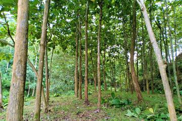 Jual Tanah Kebun Murah Hanya 86rb/m2 di Kerjo Karanganyar - Luas Tanah 2.324 m2 SHM Pekarangan - Dekat Aliran Sungai - Ada 100 Pohon Jati