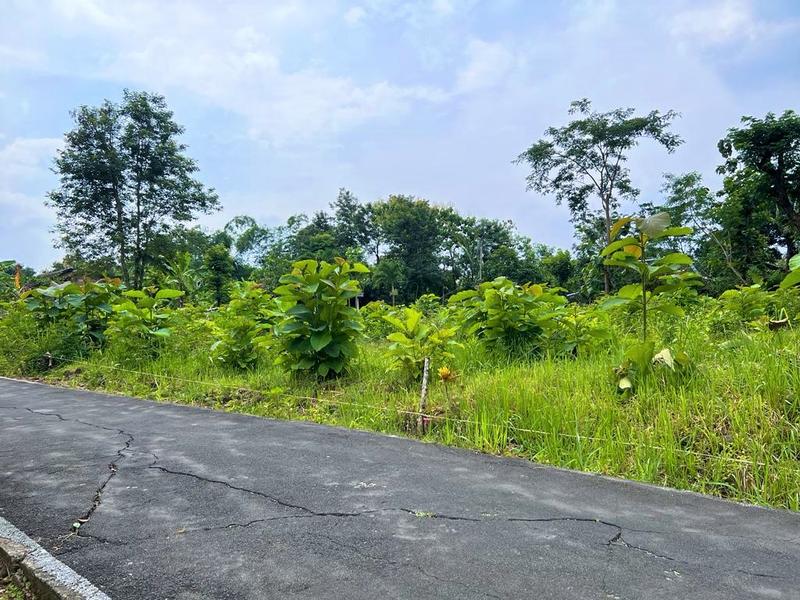 Dijual Tanah Kebun Jati 276m2 Cocok Dibangun Homestay di Timur Pasar Jambangan, Mojogedang, Karanganyar