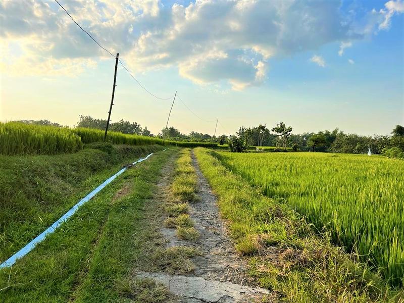 Jual Rumah Asri Tengah Sawah di Kedawung Sragen