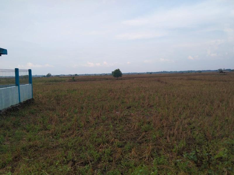Jual Tanah Pinggir Jalan Pelasah Koneng, Gantar,  Indramayu - Cocok untuk Kandang dan Pertanian