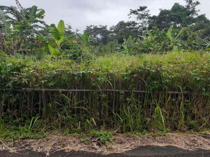 Jual Tanah Kavling Strategis di depan Unsub Subang Jawa Barat - Cocok untuk Rumah dan Kontrakan