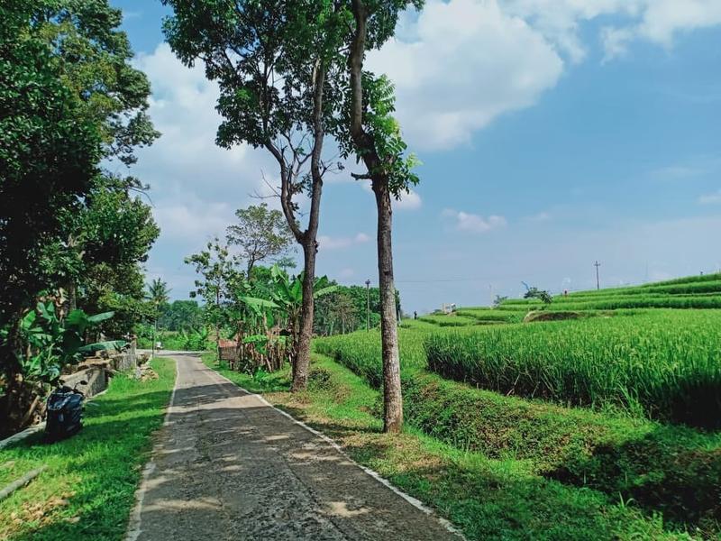 Dijual Cepat Tanah Asri View Sawah & Gunung Lawu di Kerjo Ngargoyoso Karanganyar