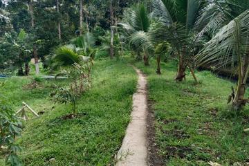 Jual Tanah Kebun Luas di Kawasan Bajera Utara Tabanan Bali