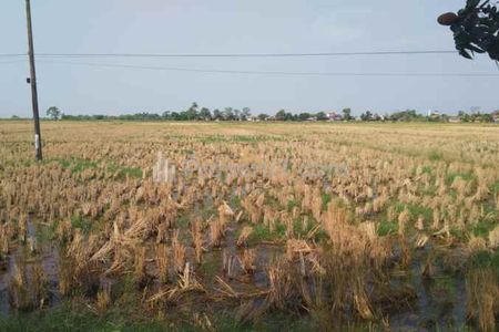 Tanah Dijual untuk Bangun Usaha dan Gudang Pinggir Jalan Pantura Eretan Indramayu