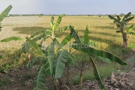 Jual Tanah Sawah Strategis di Pinggir Jalan Raya Gabuswetan Indramayu - Cocok Buat Kandang