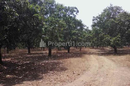 Dijual Tanah dan Kebun Mangga Subur Strategis deket Kota Gantar Indramayu