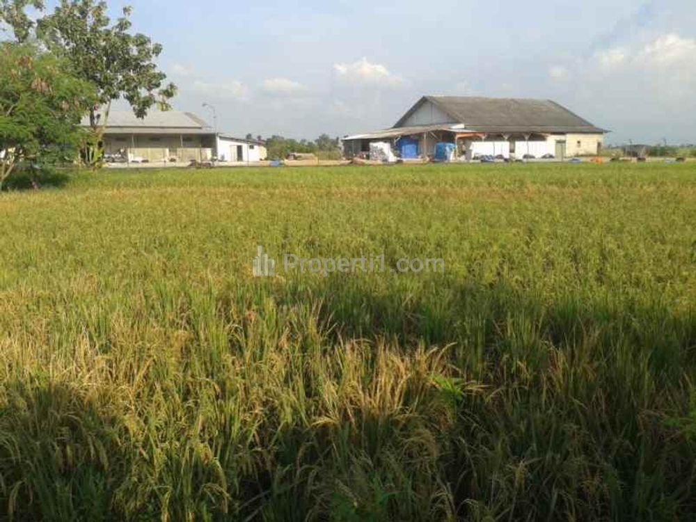 Jual Tanah untuk Bangun Gudang atau Ruang Usaha di Pinggir Jalan Raya Gabuswetan Kandanghaur Indramayu