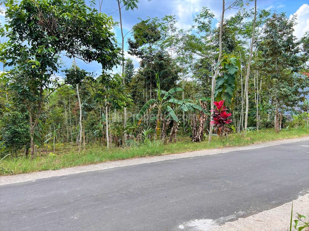 Jual Tanah Datar 1 Hektar di Karangpandan Karanganyar - Bonus Kebun Durian