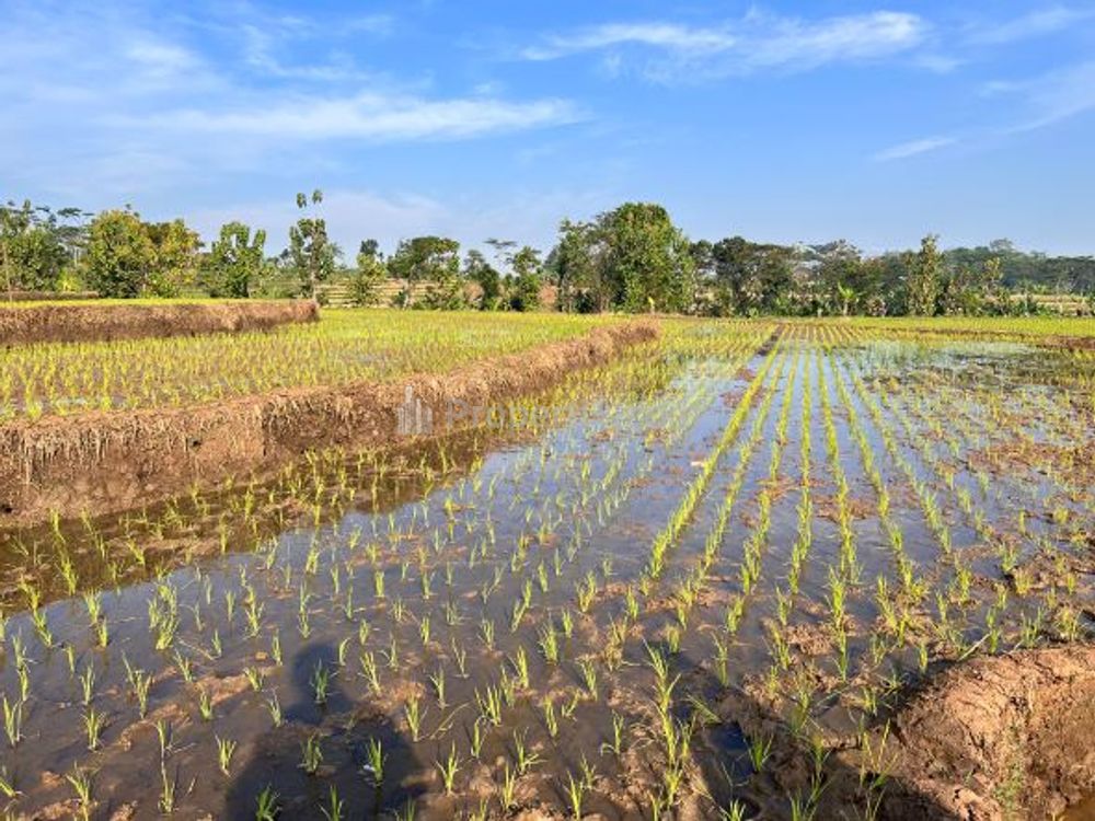 Dijual Sawah 125ribu/m2 di Mojogedang Karanganyar - Luas 3625m2 SHM