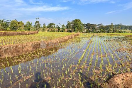 Dijual Sawah 125ribu/m2 di Mojogedang Karanganyar - Luas 3625m2 SHM