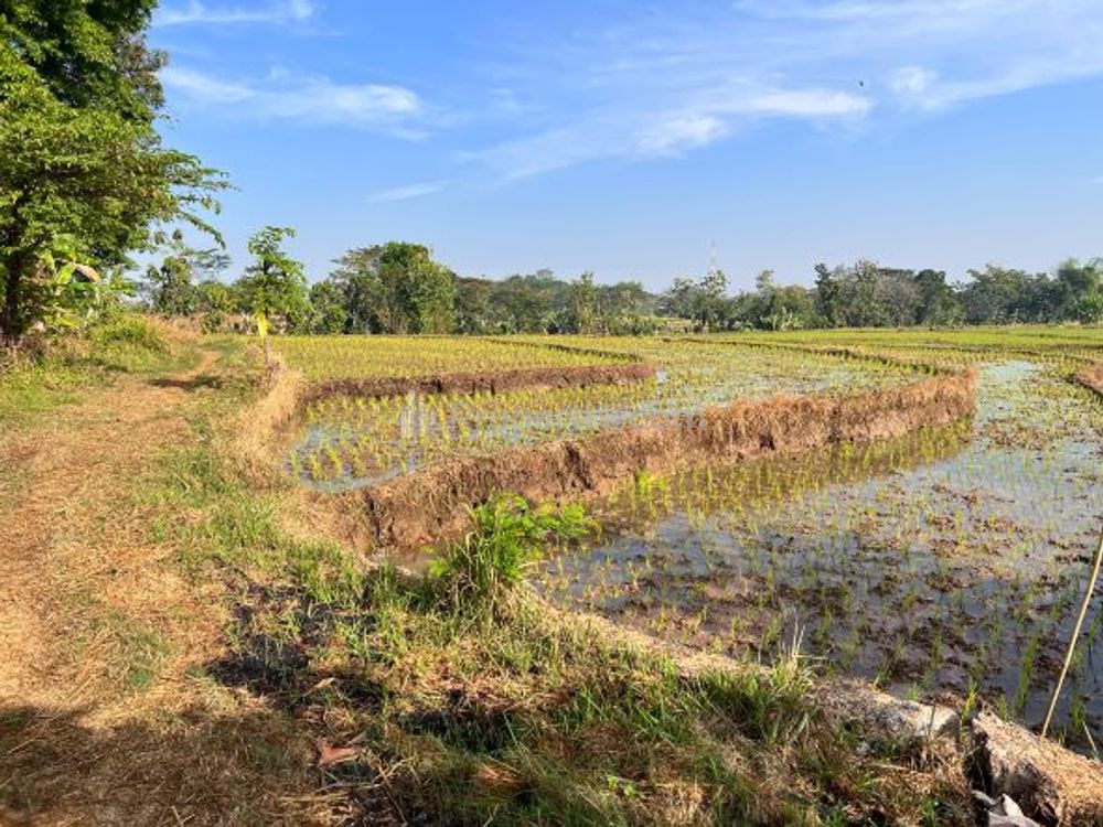 Dijual Sawah 125ribu/m2 di Mojogedang Karanganyar - Luas 3625m2 SHM