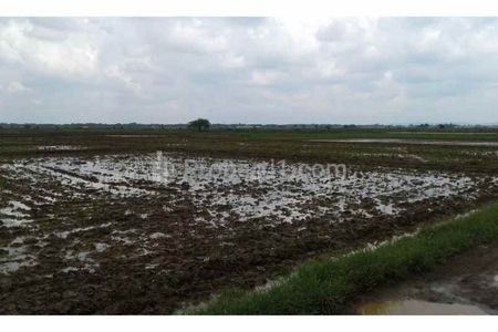 Dijual Tanah Sawah Sangat Bagus untuk Investasi atau Kandang dekat Tol Cikedung Indramayu