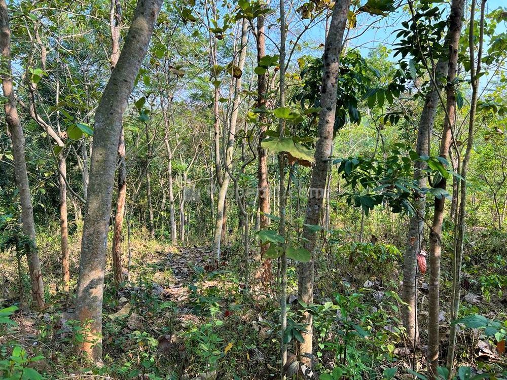 Dijual Kebun Jati Murah di Utara Kantor Kecamatan Kerjo Karanganyar