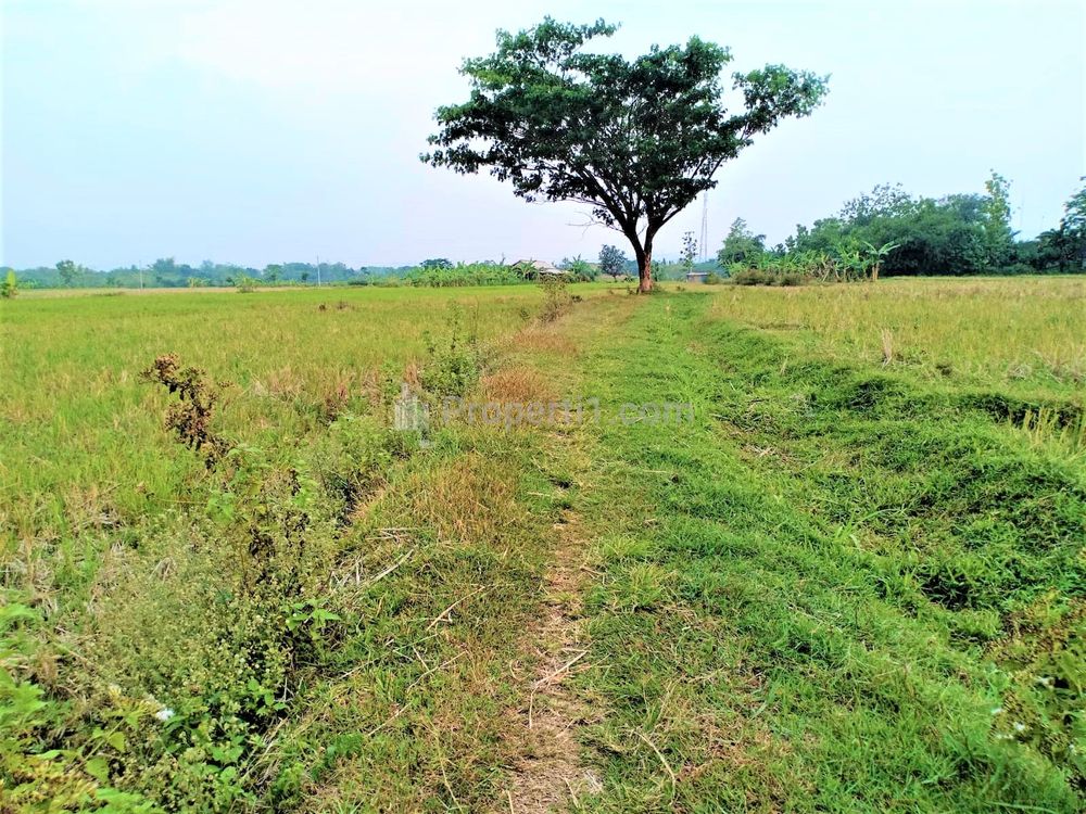 Dijual Tanah Sawah Subur 225 Juta di Kedawung Sragen