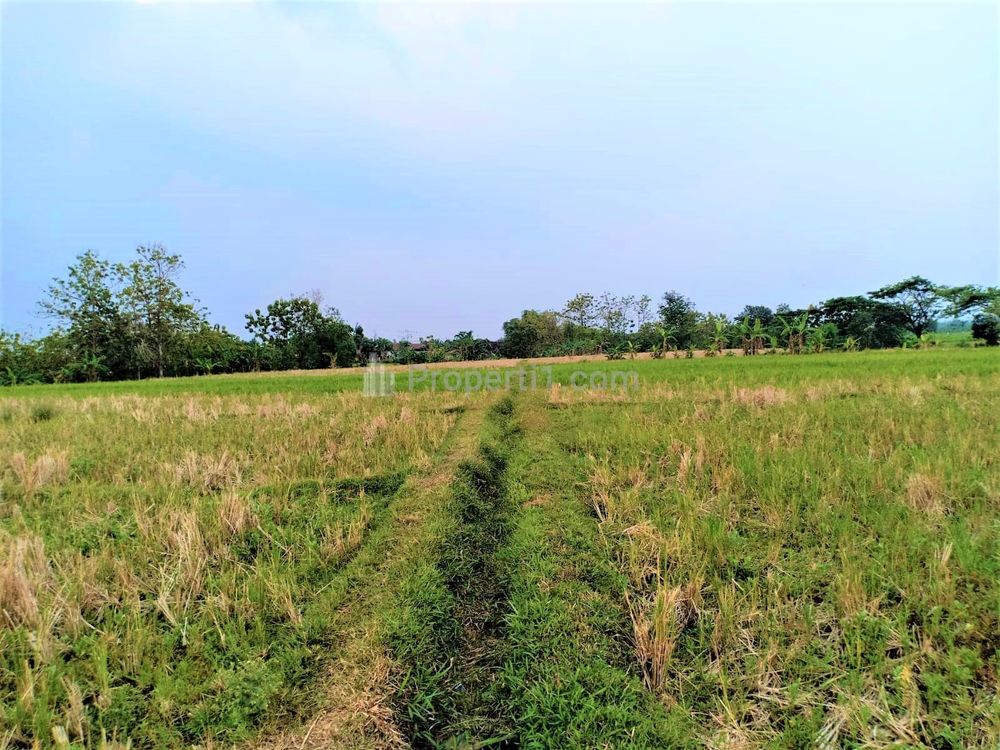 Dijual Tanah Sawah Subur 225 Juta di Kedawung Sragen