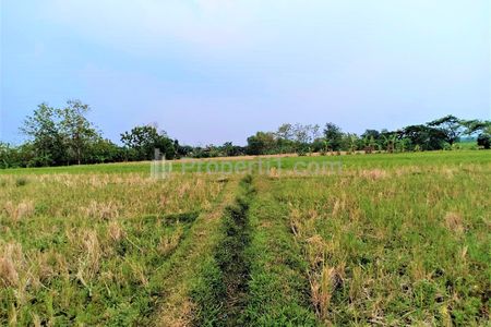 Dijual Tanah Sawah Subur 225 Juta di Kedawung Sragen