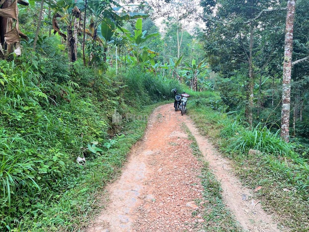 Dijual Kebun Durian 1300m2 di Kemuning Ngargoyoso Karanganyar