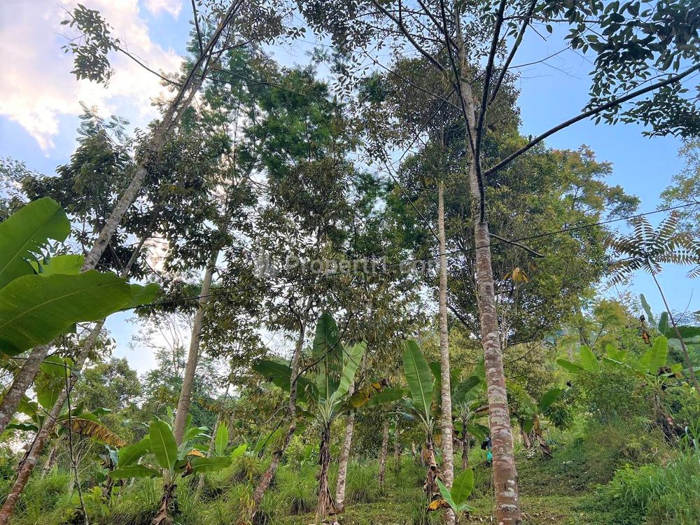 Dijual Kebun Durian 1300m2 di Kemuning Ngargoyoso Karanganyar