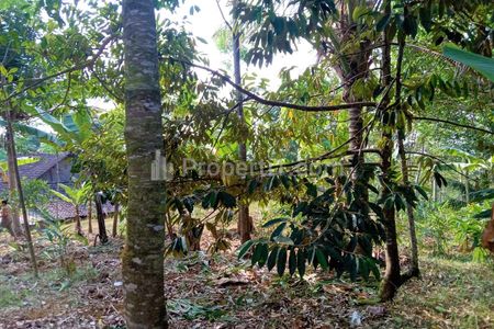 Dijual Kebun Durian 450m2 75 Juta di Karanganyar