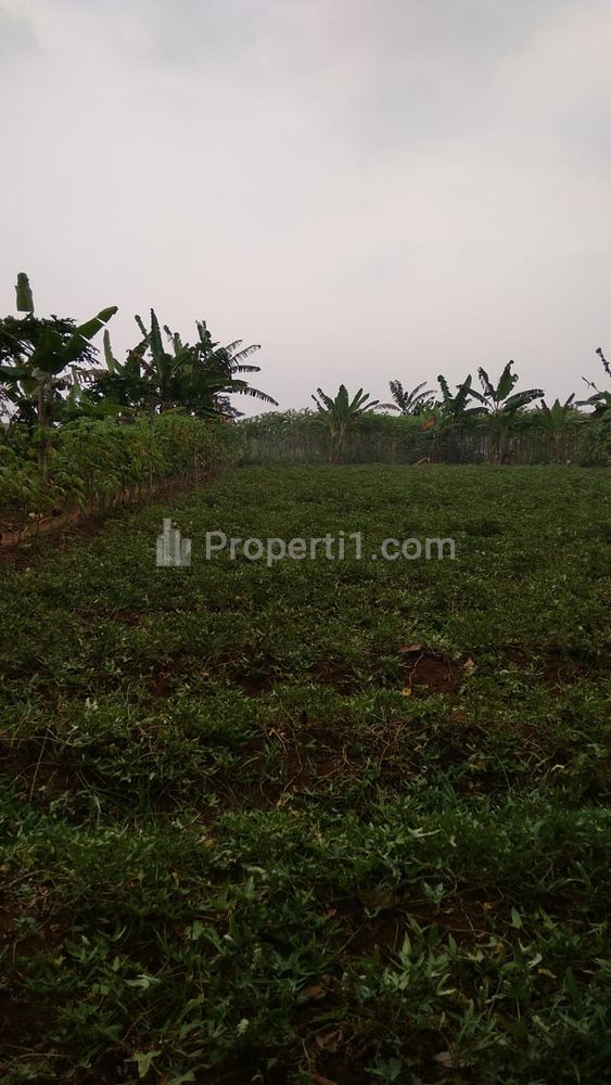 Dijual Cepat Tanah Luas 1000m2 dekat Kampus IPB di Kp. Cibeureum Tengah Desa Sinar Sari, Dramaga, Kab. Bogor