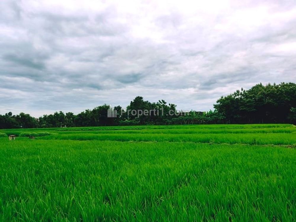 Jual Sawah Subur 3225m2 di Kedawung Sragen