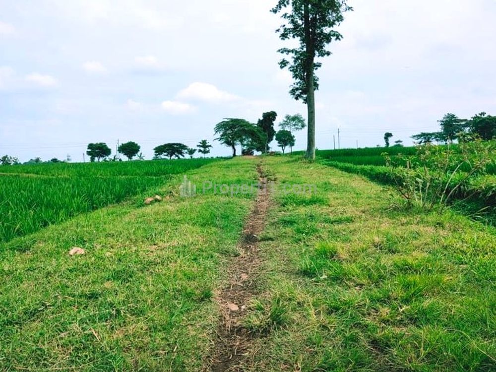 Jual Sawah Subur 3225m2 di Kedawung Sragen