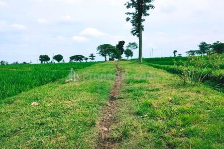 Jual Sawah Subur 3225m2 di Kedawung Sragen