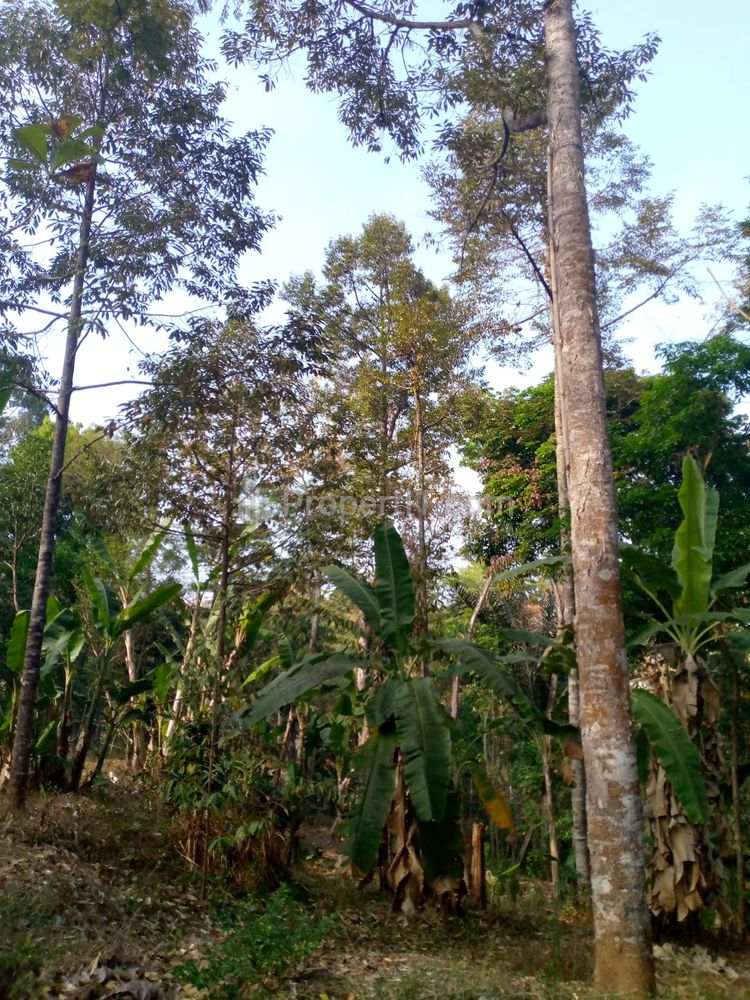 Dijual Tanah Kebun Durian 1100m² di Utara Pasar Mojogedang Karanganyar Jawa Tengah