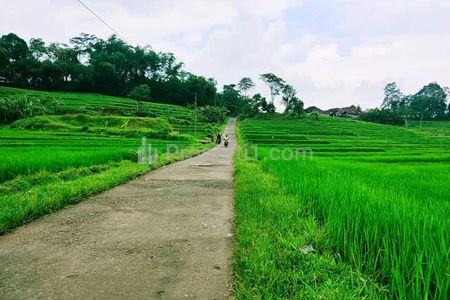 Dijual Sawah Produktif di Barat Pasar Karangpandan Karanganyar Jawa Tengah