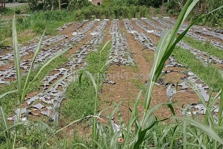 Jual Tanah Cocok untuk Villa & Rumah Kebun di Jalan Manoko Cikahuripan, Lembang, Bandung Barat