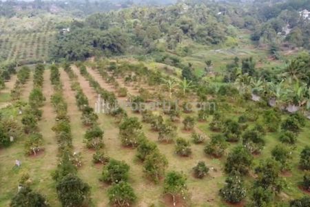 Jual Tanah Kebun Alpukat Strategis Kawasan Gunung Endut Kalapanunggal Sukabumi