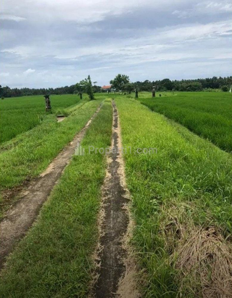 Jual Tanah Murah Sangat Bagus di Beraban Tabanan Bali