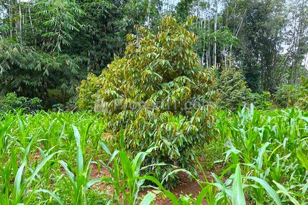 Jual Cepat Kebun Durian Siap Berbuah Luas 1018m2 di Kerjo Karanganyar Solo Jawa Tengah