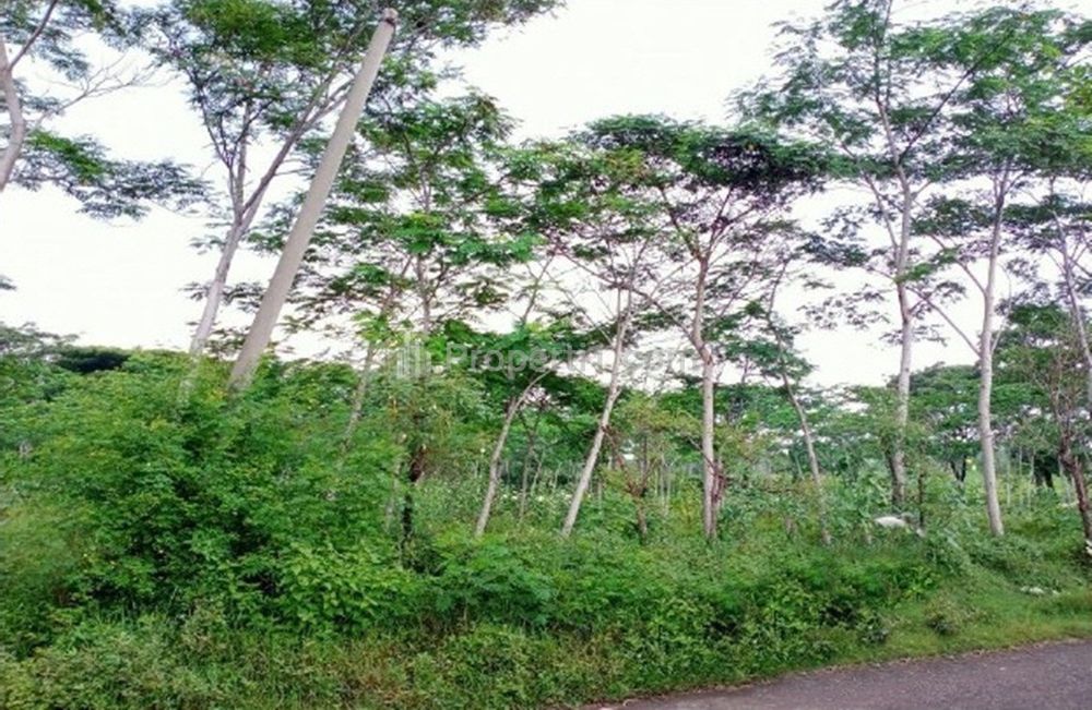 Jual Tanah di Tegalrejo Dringu Kabupaten Probolinggo