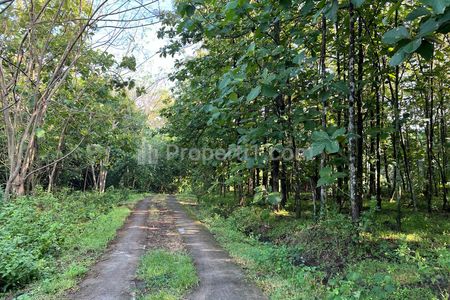 Dijual Tanah Kebun Jati Luas 7000m² Hanya 700 Juta di Gondang, Sragen, Jawa Tengah