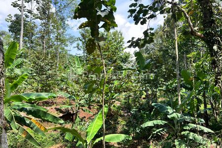 Dijual Kebun Durian Murah Hanya 250 Juta di Kerjo Karanganyar Solo Jawa Tengah