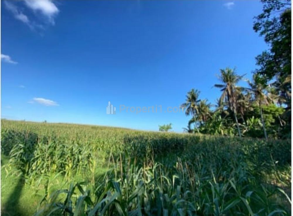 Dijual Tanah Kosong di Tabanan Bali Luas 3.675 m2 (Aset Lelang)