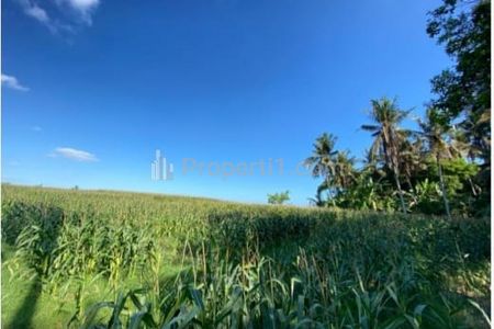 Dijual Tanah Kosong di Tabanan Bali Luas 3.675 m2 (Aset Lelang)