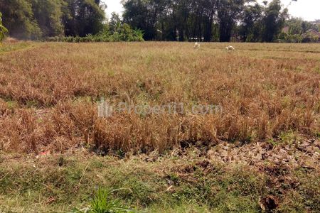 Dijual Tanah Murah untuk Pertanian Peternakan Rumah dekat Kampung Bareng Jombang, Jawa Timur