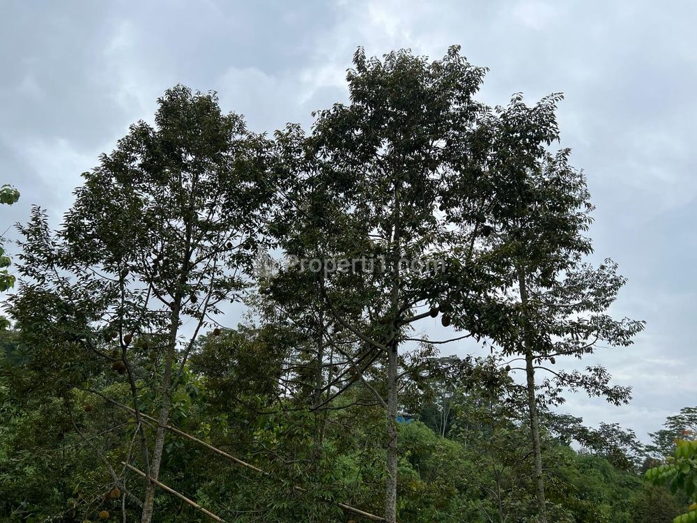 Dijual Tanah Kebun Durian Luas 1609m² di Ngargoyoso Karanganyar