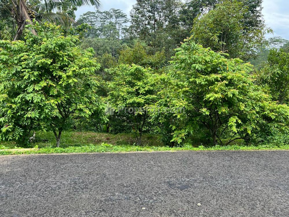 Dijual Tanah Kebun Durian Luas 1609m² di Ngargoyoso Karanganyar