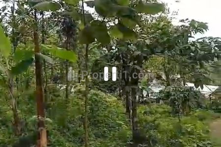 Dijual Tanah Kebun Murah Luas 800 m2 di Wonosalam, Jombang, Jawa Timur