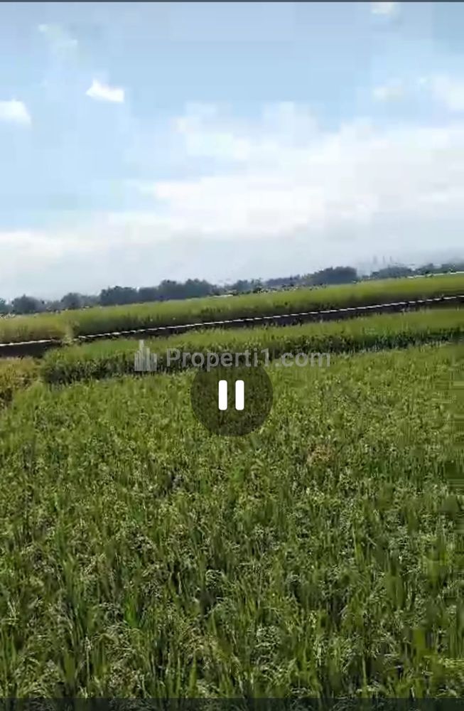 Dijual Tanah Pertanian Subur Luas 2.800 m2 di Bareng, Jombang, Jawa Timur