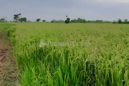 Dijual Tanah Sawah Produktif di Lahan Luas di Dusun Karangwungu. Mojogede, Balongpanggang, Gresik, Jawa Timur