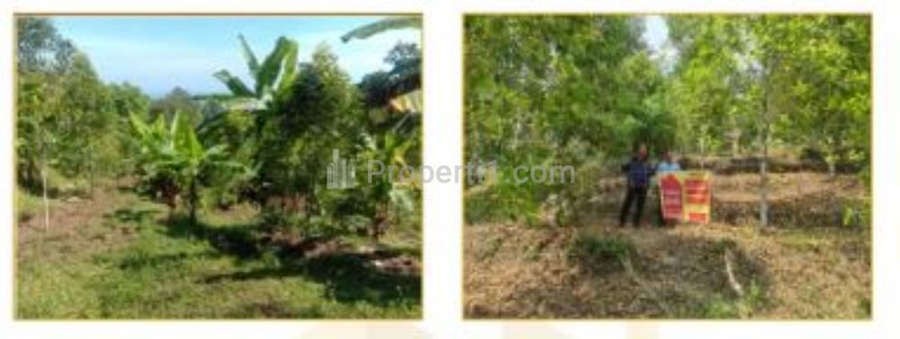 Jual Tanah Ex Kebun Kosong di Banjar Buleleng Bali