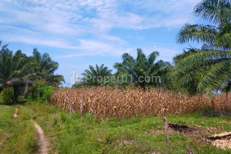 Dijual Kebun Sawit dan Lahan untuk Tambak Ikan dan Udang di Pantai Ngaras Lampung